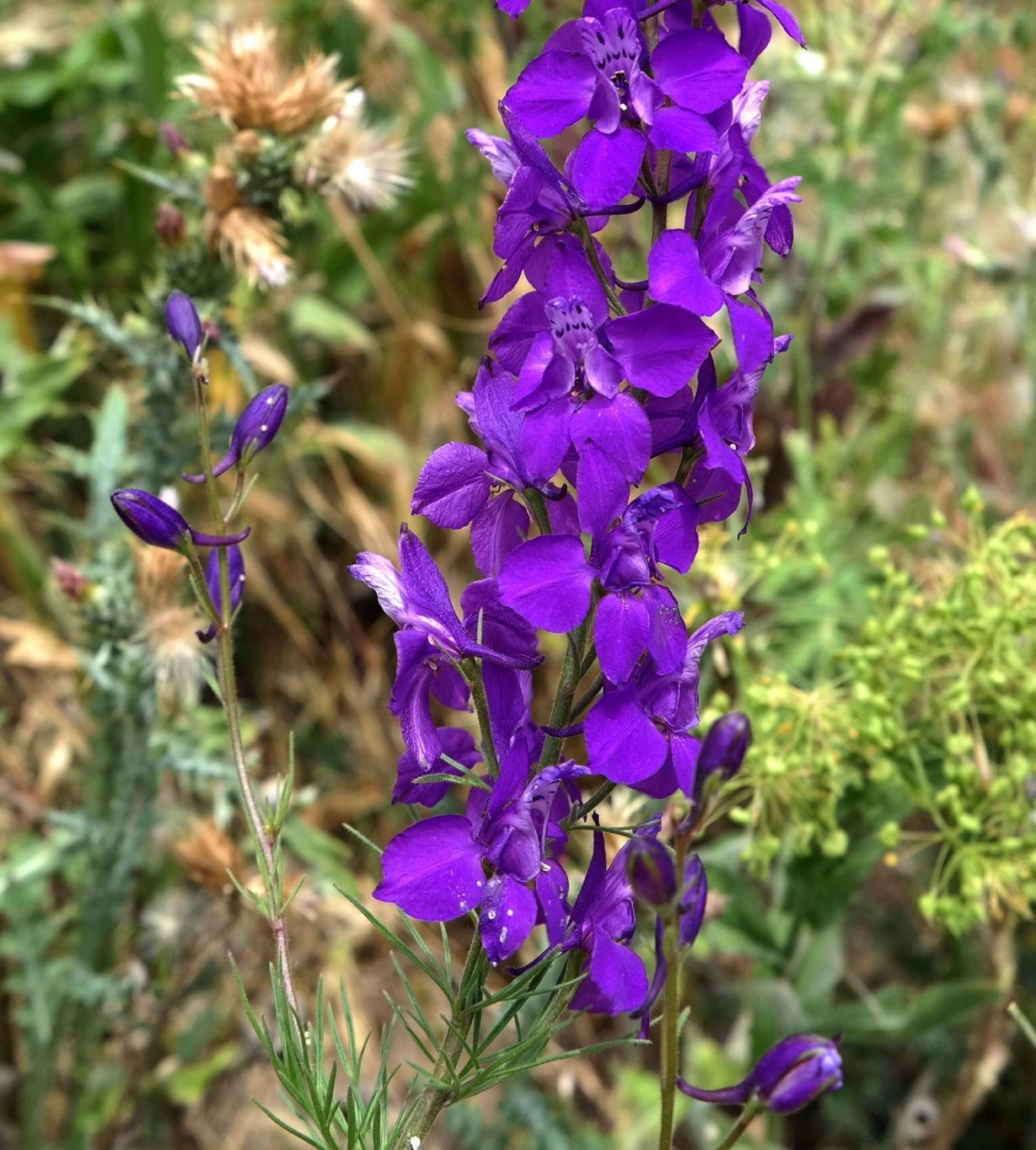 Изображение особи Delphinium hispanicum.