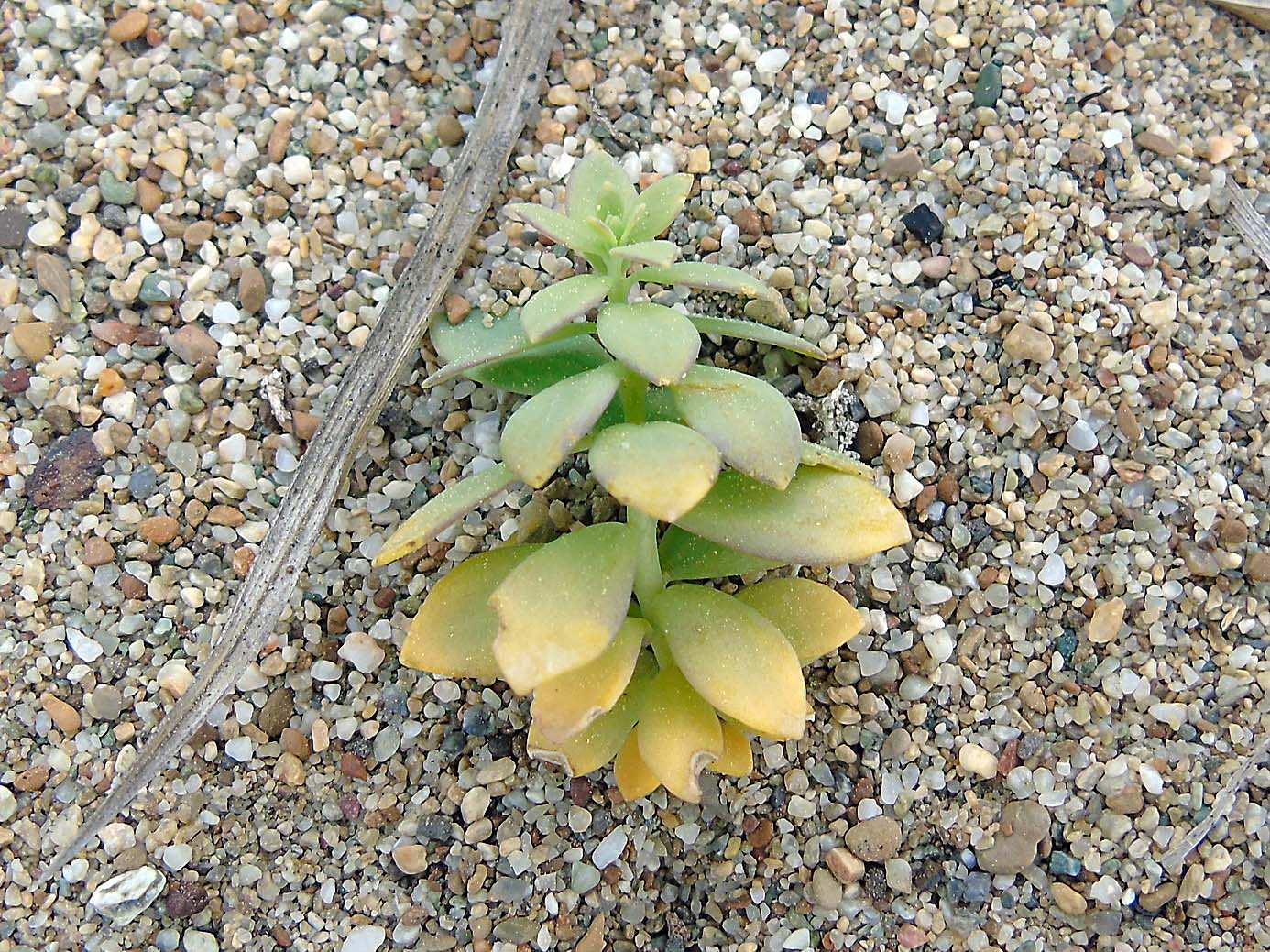 Image of Orostachys malacophylla specimen.