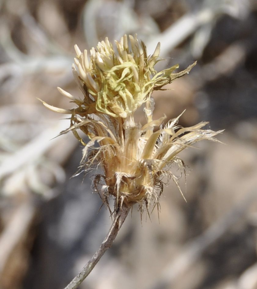 Изображение особи Centaurea incompleta.