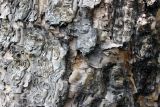 Betula dauurica