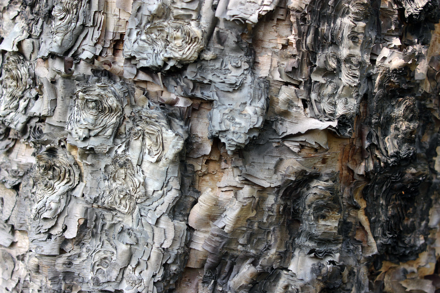 Image of Betula dauurica specimen.