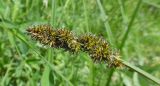 Carex vulpina