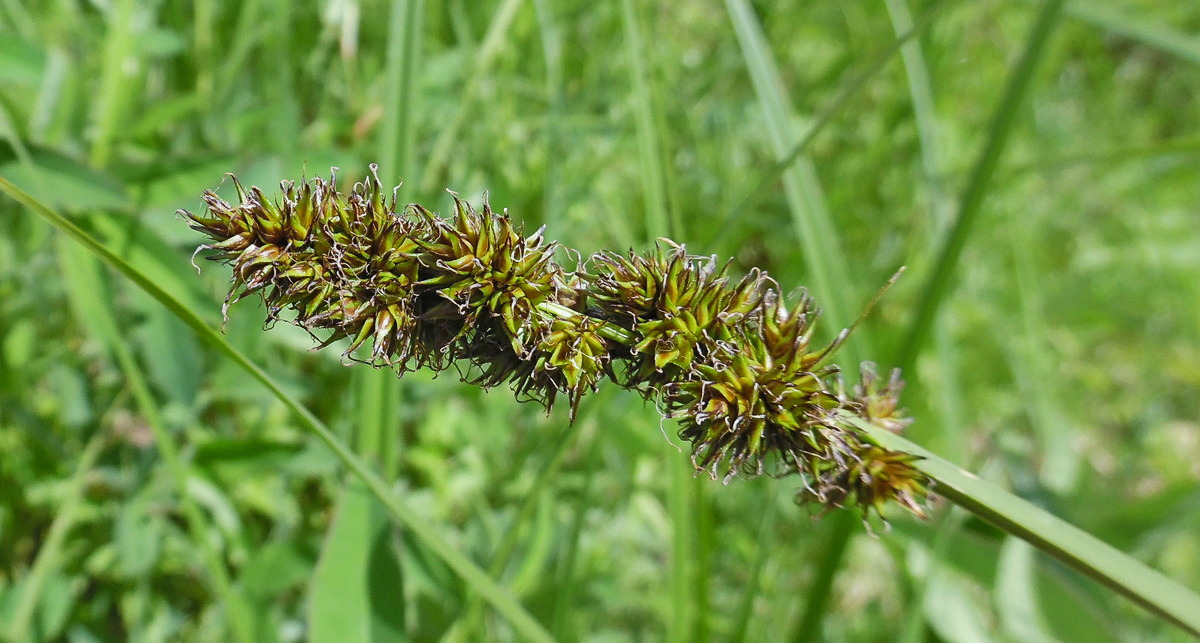 Изображение особи Carex vulpina.