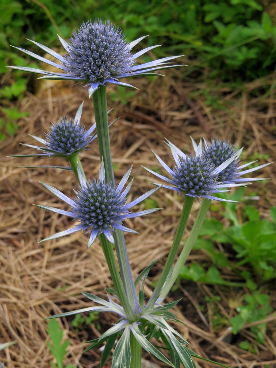 Image of genus Eryngium specimen.