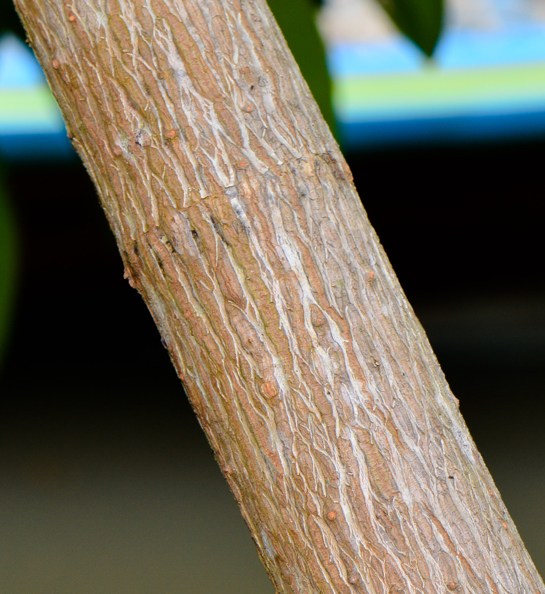 Image of Rhizophora mucronata specimen.