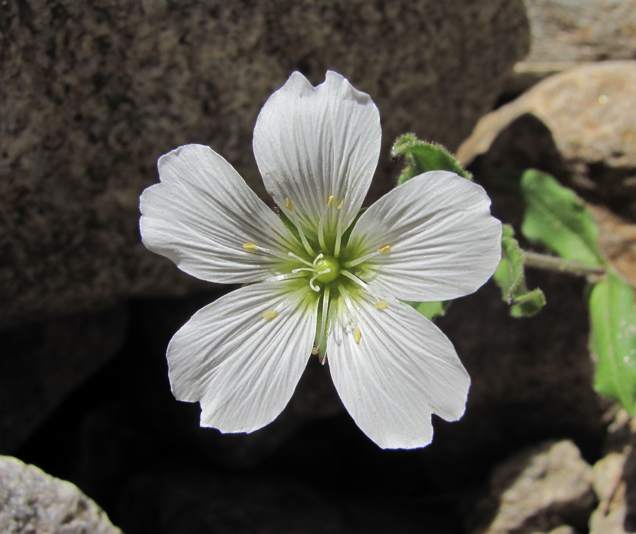 Image of Cerastium undulatifolium specimen.