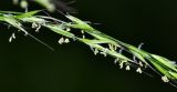 Festuca extremiorientalis. Часть соцветия. Приморский край, Ольгинский р-н, окр. пгт Ольга, долина р. Ольга, долинный широколиственный лес. 06.07.2017.