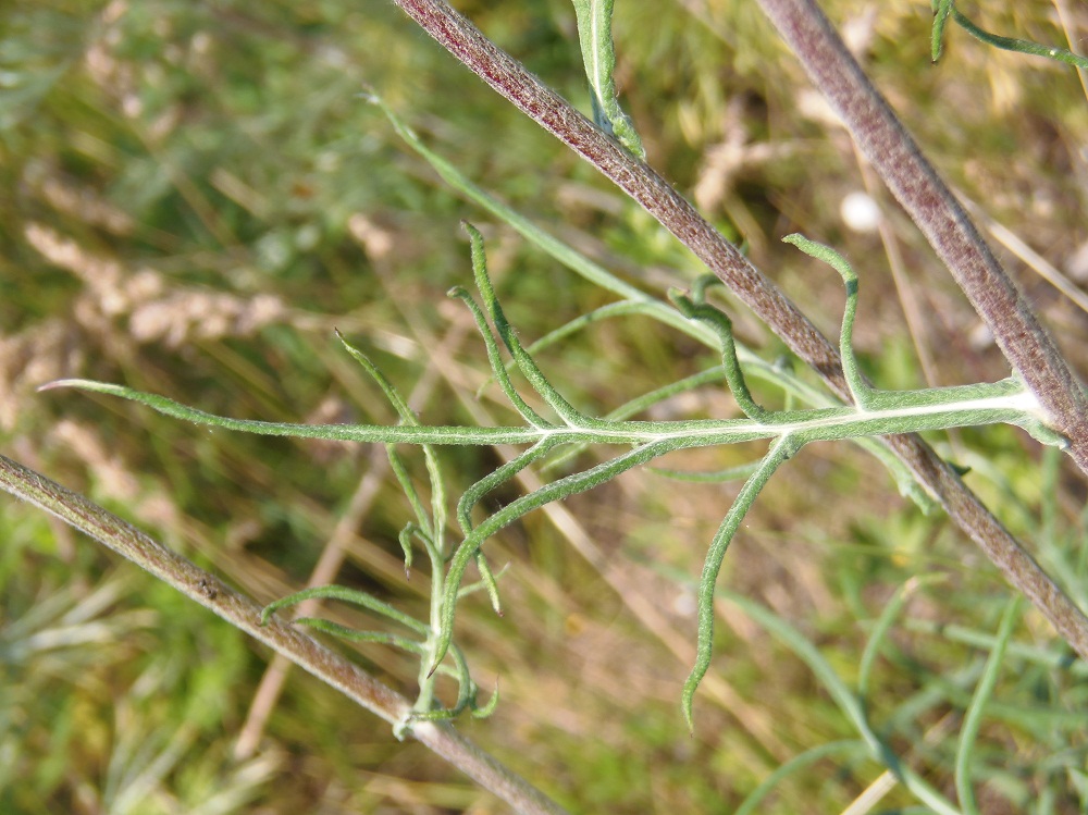 Image of Jurinea granitica specimen.