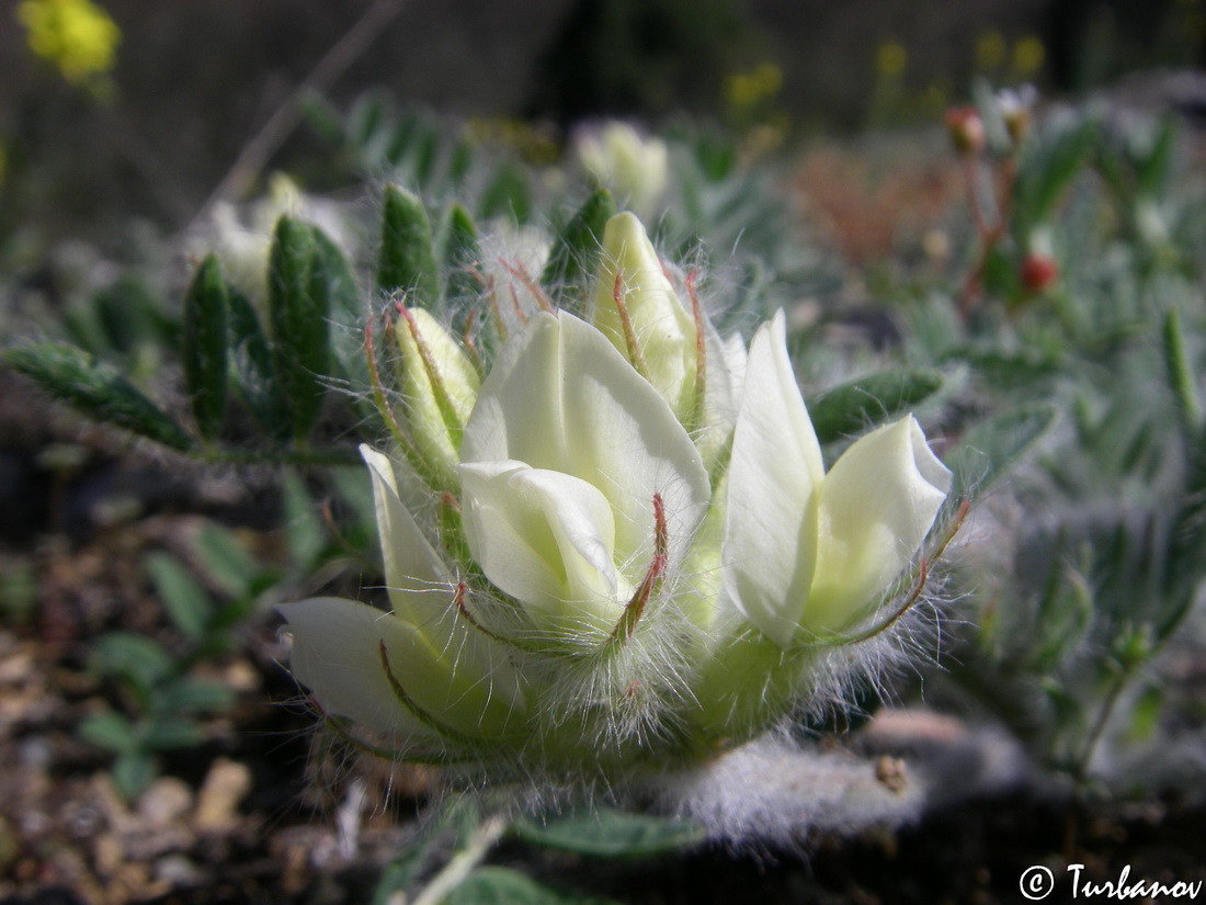 Image of Oxytropis pallasii specimen.