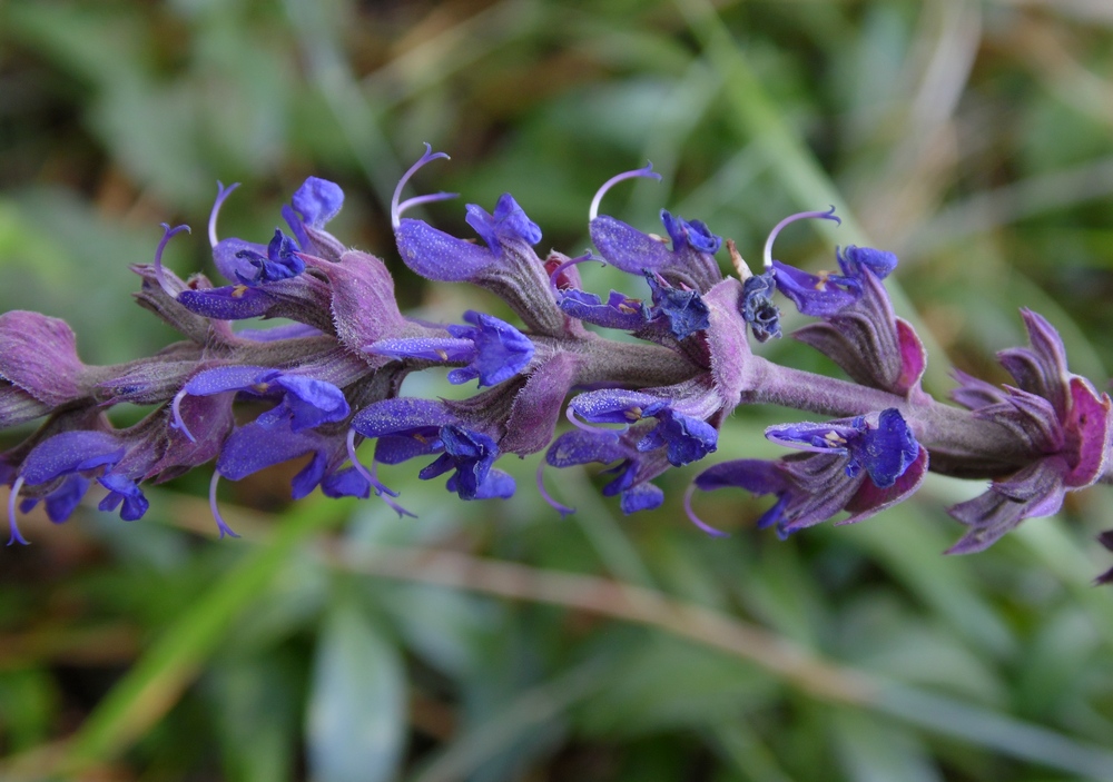 Изображение особи Salvia tesquicola.