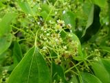Cinnamomum camphora