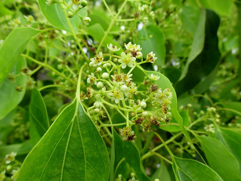 Изображение особи Cinnamomum camphora.