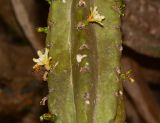 Myrtillocactus geometrizans