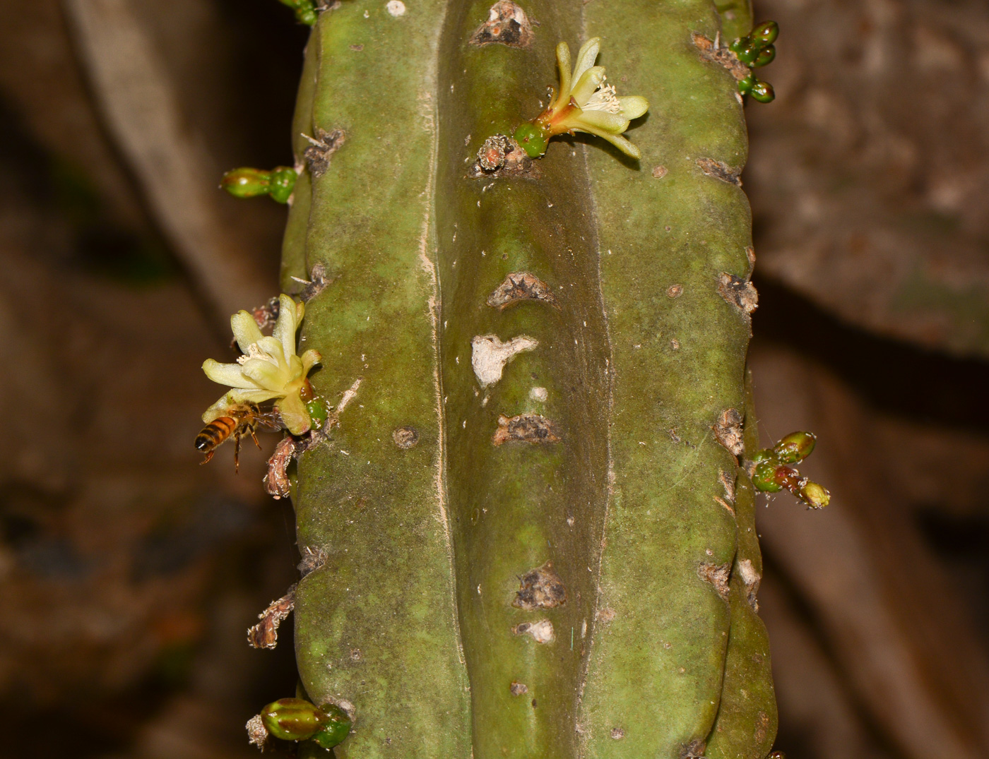 Изображение особи Myrtillocactus geometrizans.