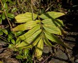 Valeriana officinalis