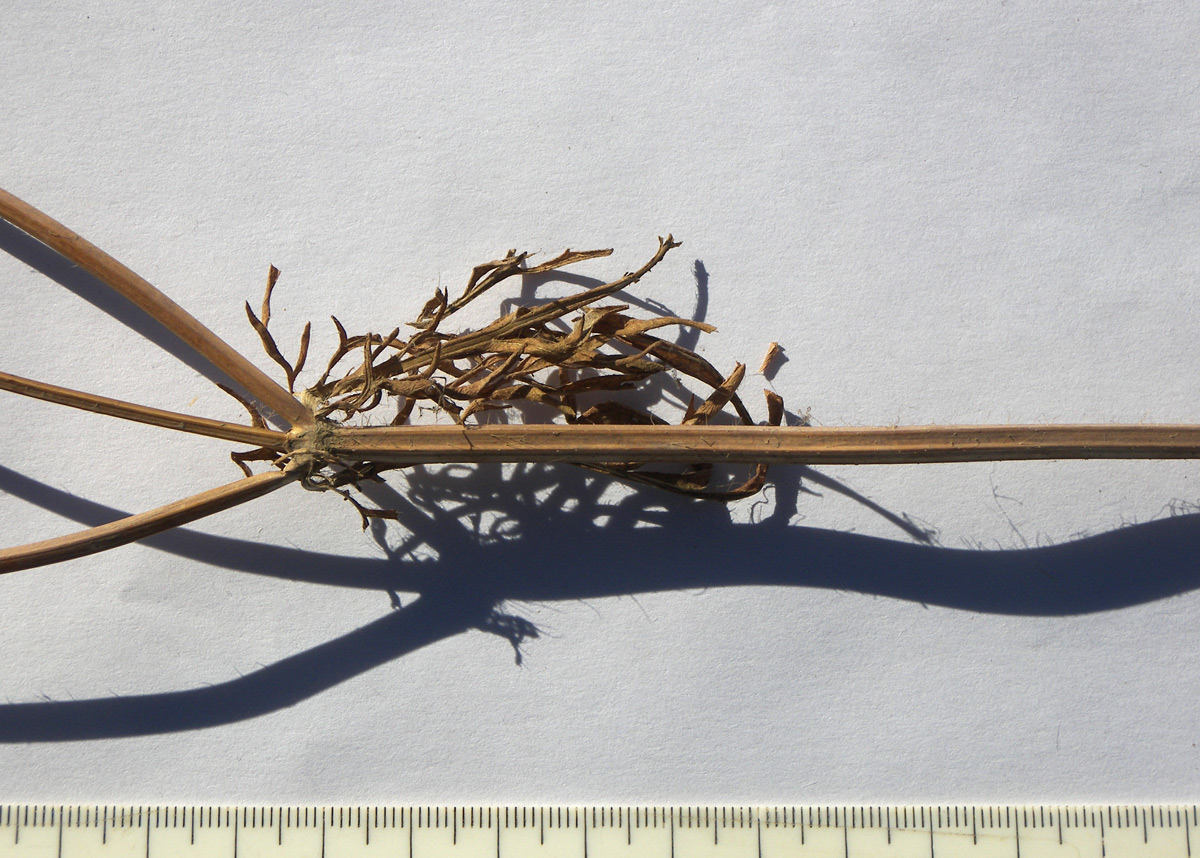 Изображение особи Cephalaria transsylvanica.