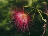 Albizia julibrissin