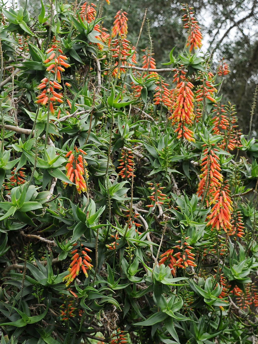 Изображение особи Aloe ciliaris.