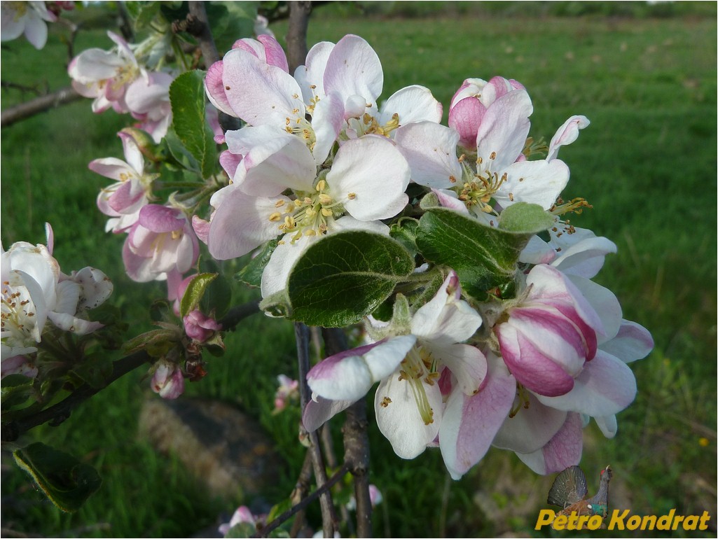 Изображение особи Malus domestica.