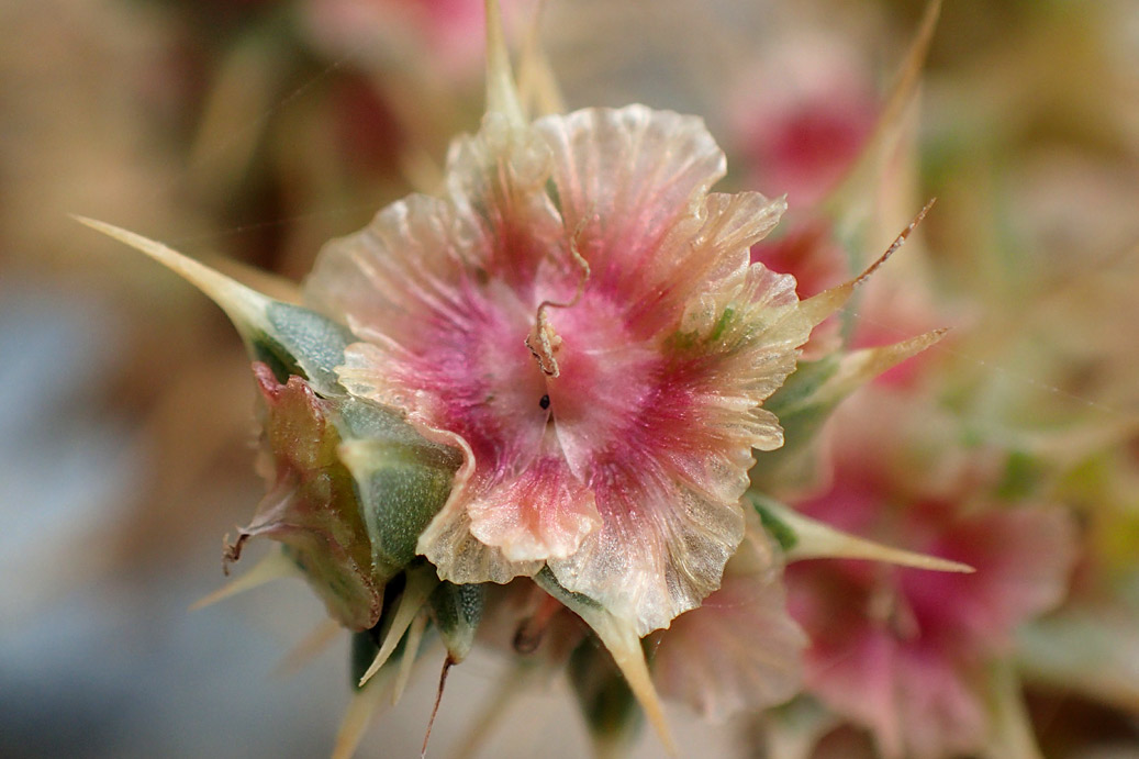 Image of Salsola pontica specimen.