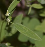 Euphorbia graminea. Часть побега цветущего и плодоносящего растения. Израиль, Шарон, пос. Кфар Монаш, ботанический сад \"Хават Ганой\". 30.11.2017.