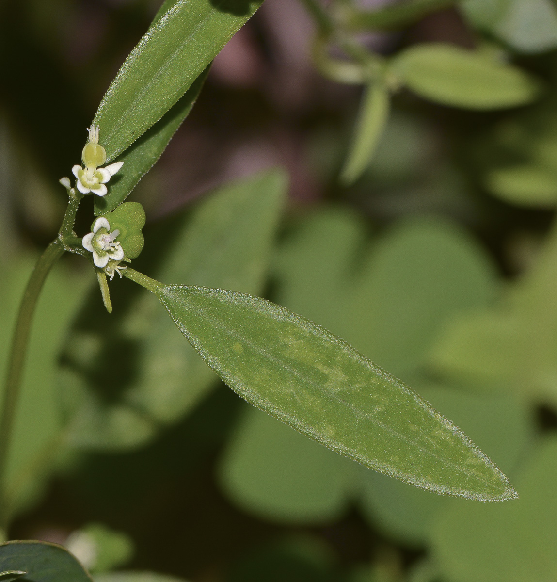 Image of Euphorbia graminea specimen.