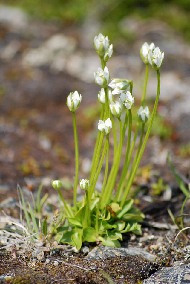 Изображение особи Parnassia kotzebuei.