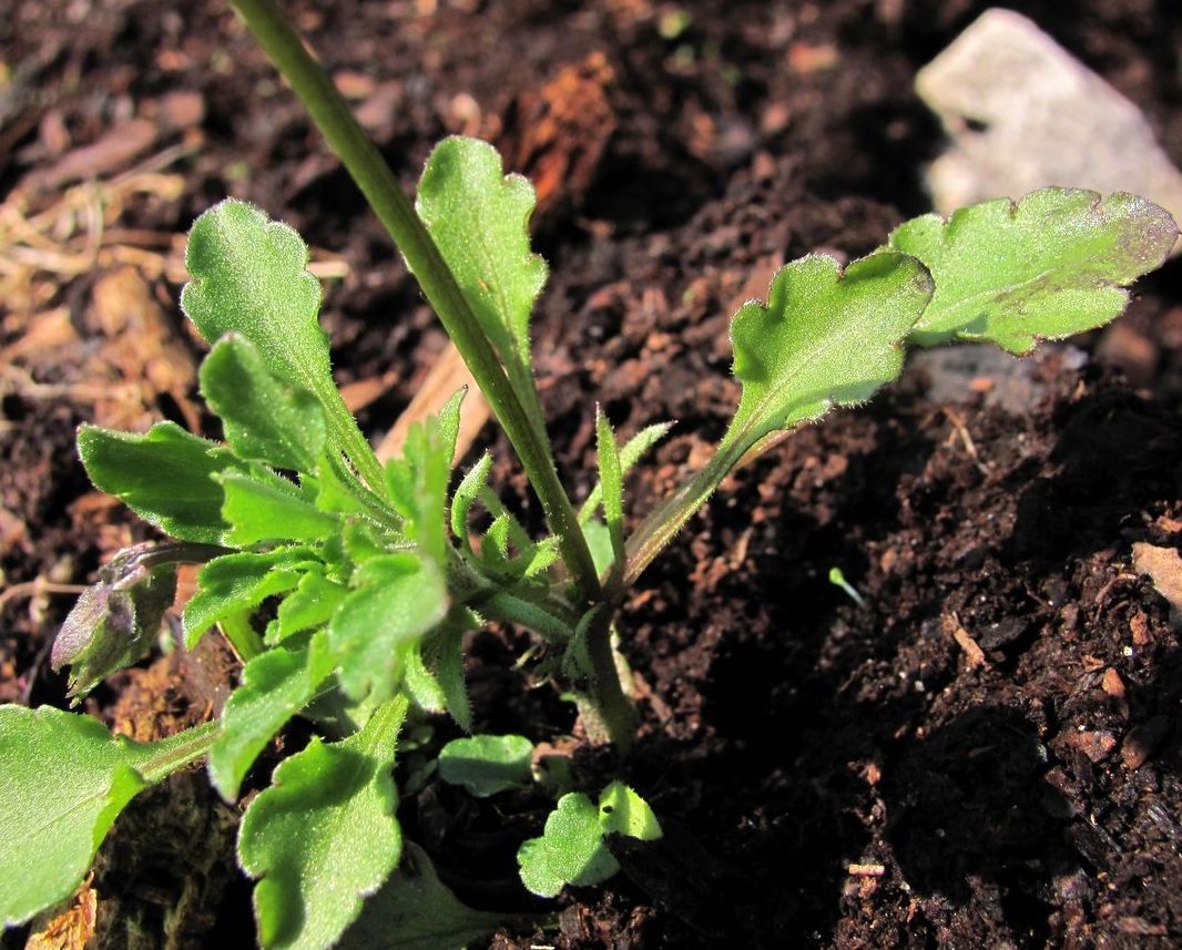 Image of Viola arvensis specimen.
