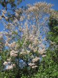familia Bignoniaceae. Верхняя часть цветущего дерева. Австралия, г. Брисбен, ботанический сад. 21.08.2016.