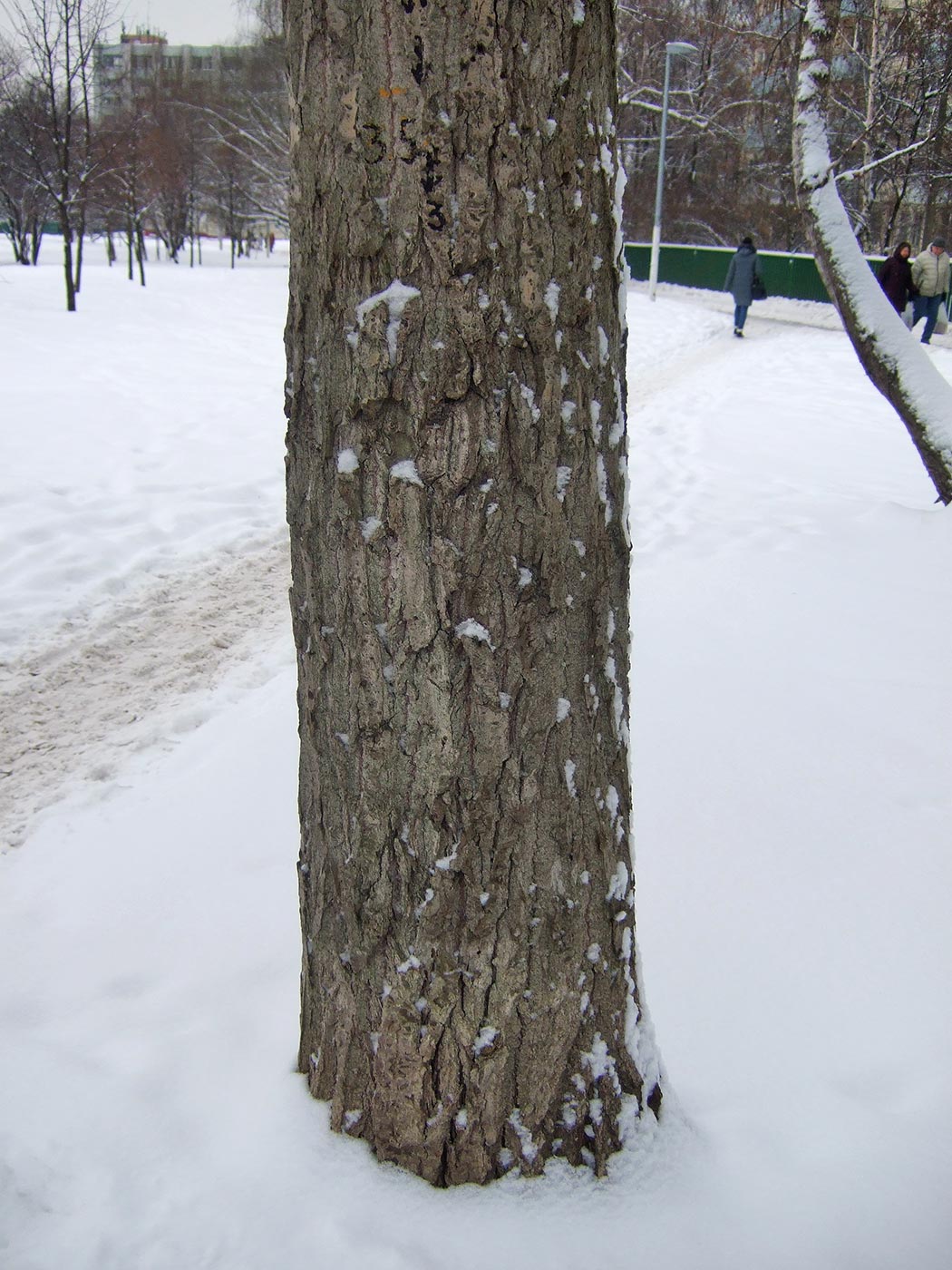Image of Populus &times; rasumowskiana specimen.