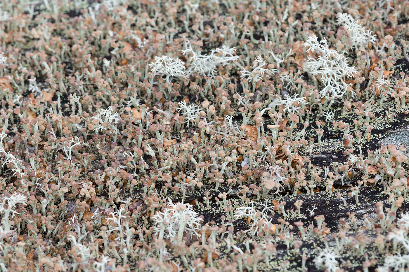 Изображение особи Cladonia botrytes.