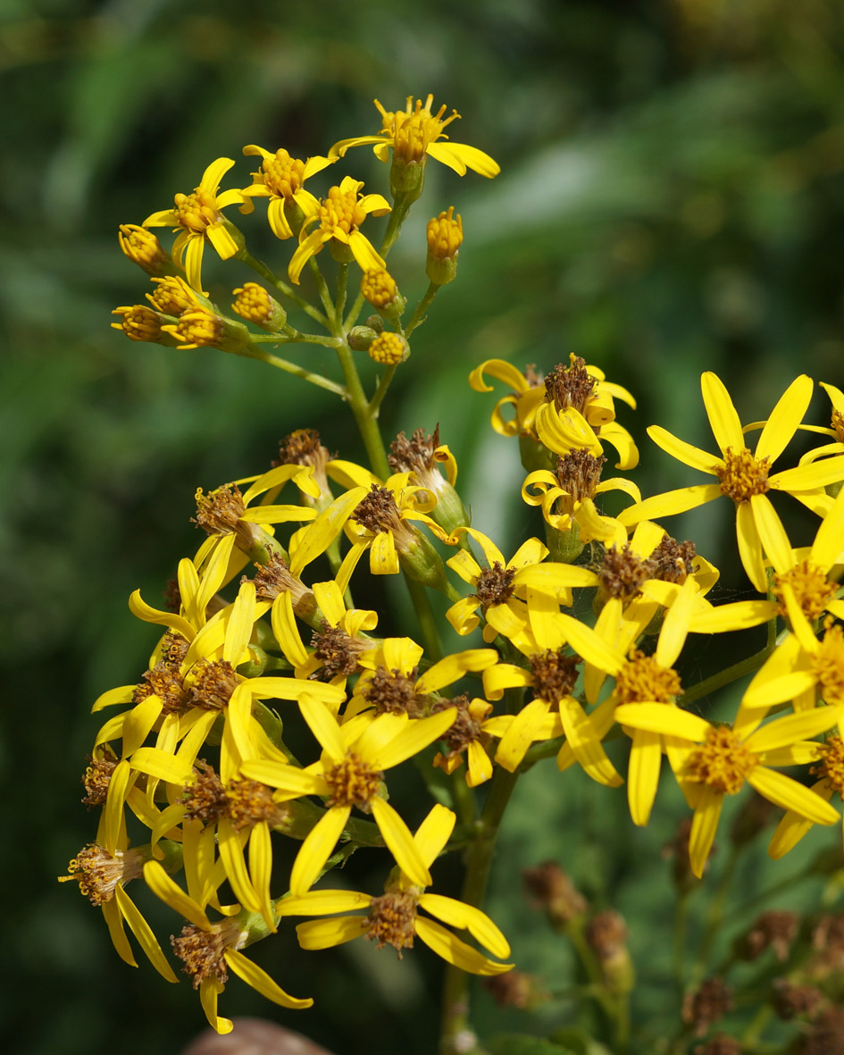 Изображение особи Senecio cannabifolius.