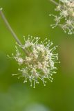 Angelica sylvestris