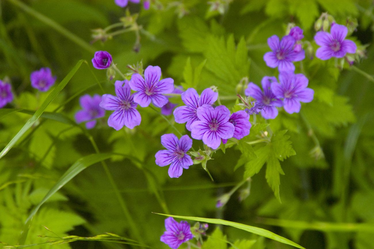 Image of Geranium sylvaticum specimen.