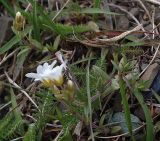 Cerastium arvense. Цветущие растения на горном склоне, используемом для выпаса. Северная Осетия, верхняя часть Куртатинского ущелья, окр. селения Верхний Фиагдон. 06.05.2010.