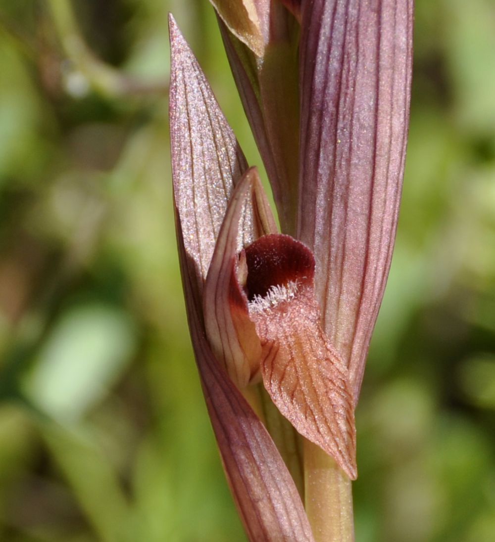 Image of genus Serapias specimen.