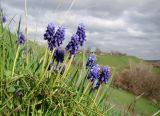 Muscari neglectum