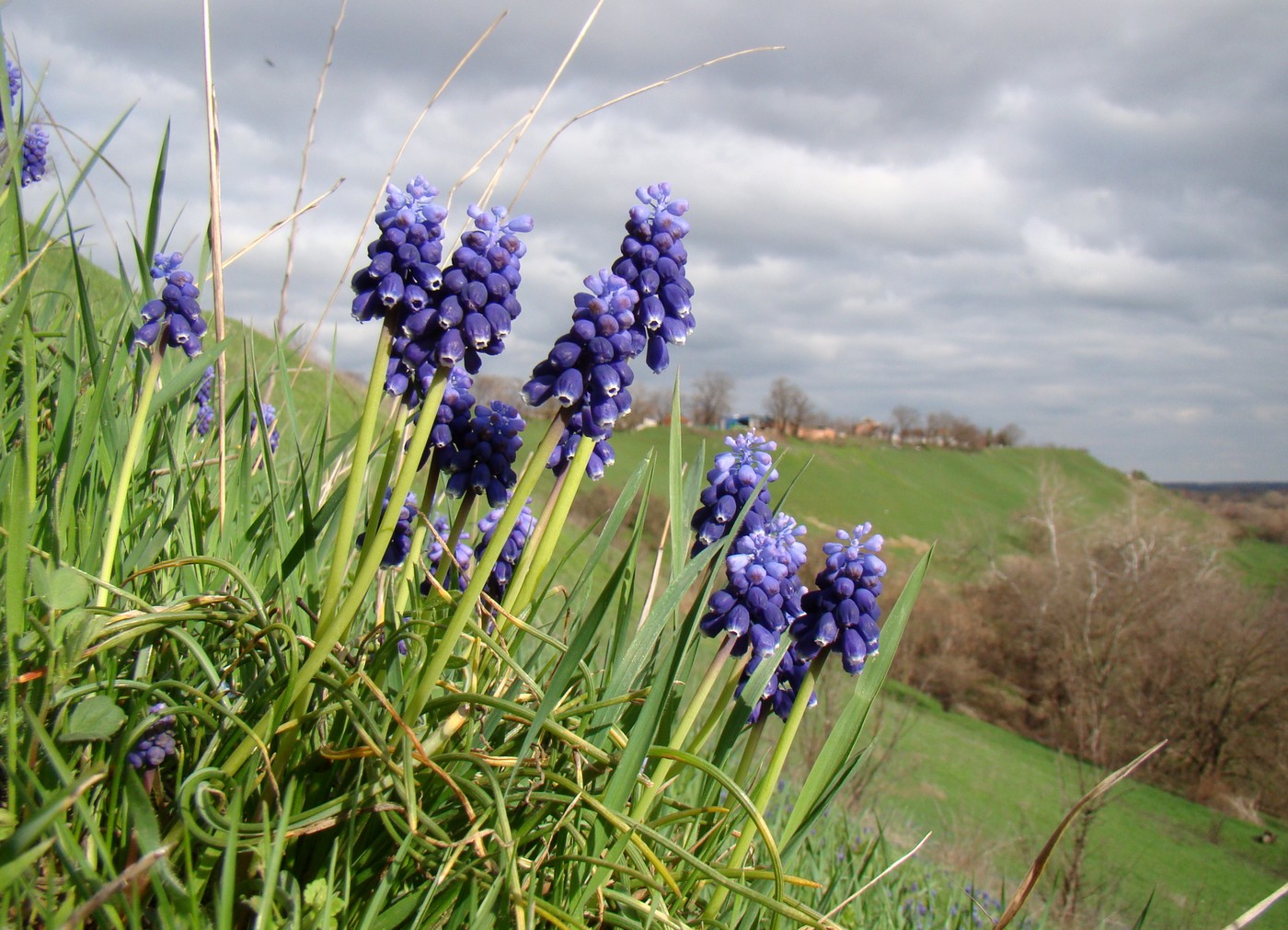 Изображение особи Muscari neglectum.