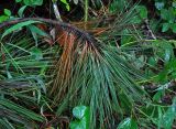 Pinus caribaea. Верхушка обломанной ветви. Малайзия, Камеронское нагорье, ≈ 1500 м н.у.м., посадки(?). 03.05.2017.