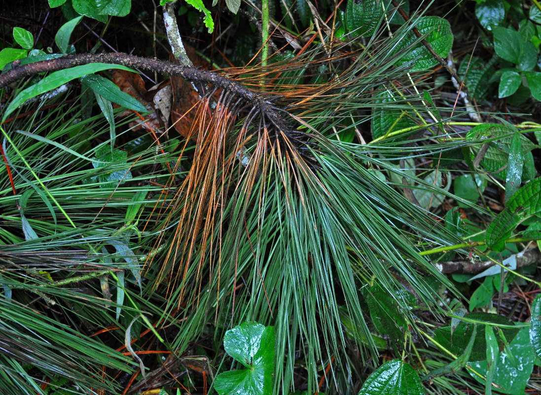 Изображение особи Pinus caribaea.