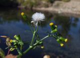 Senecio vulgaris