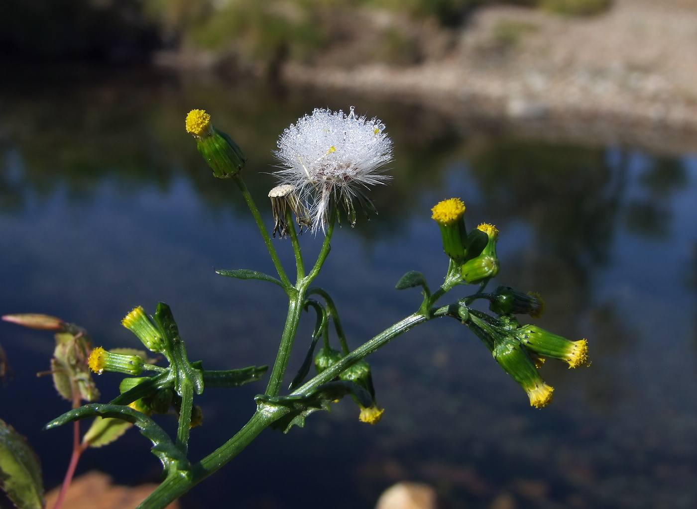 Изображение особи Senecio vulgaris.