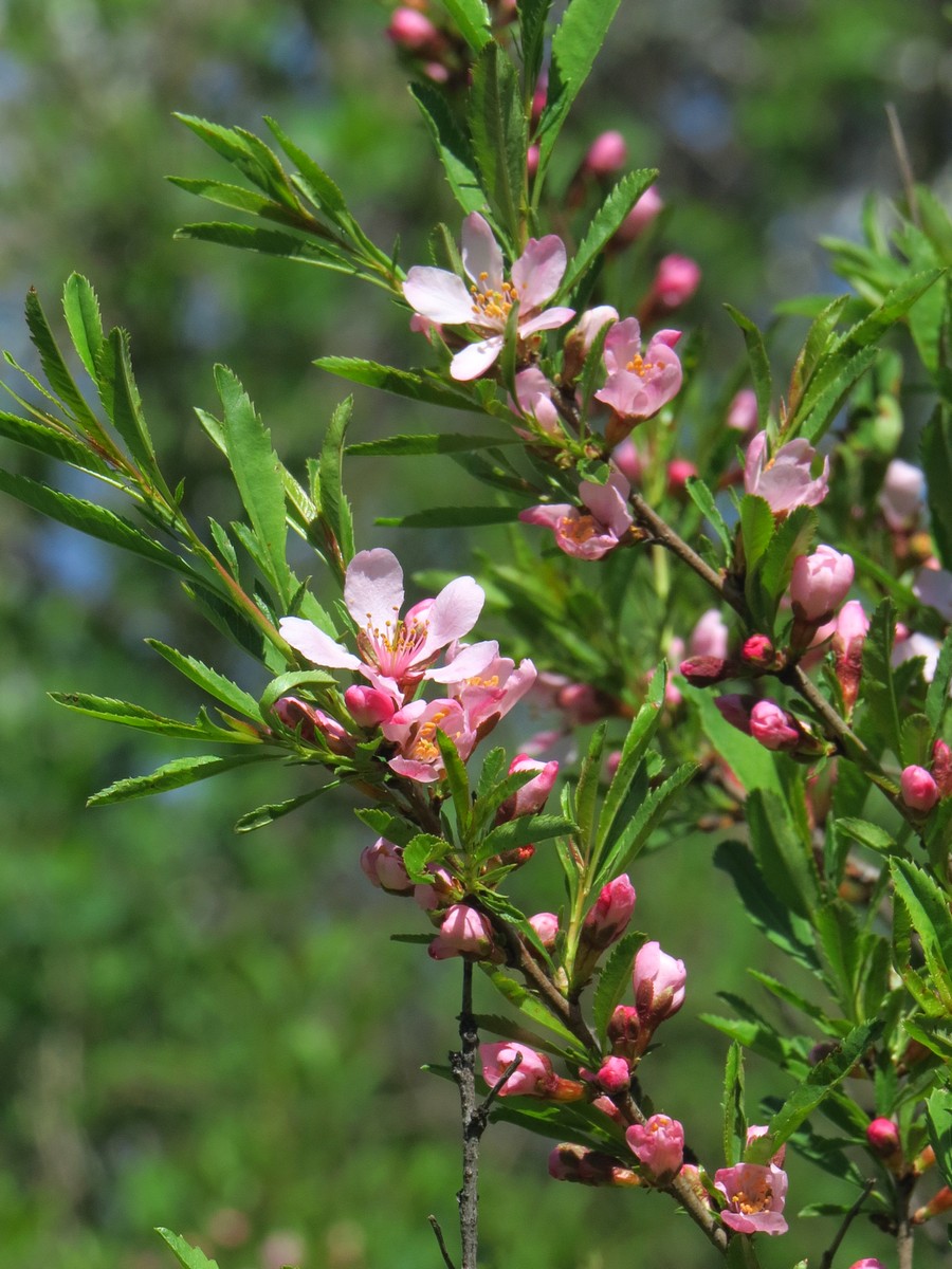 Изображение особи Amygdalus nana.