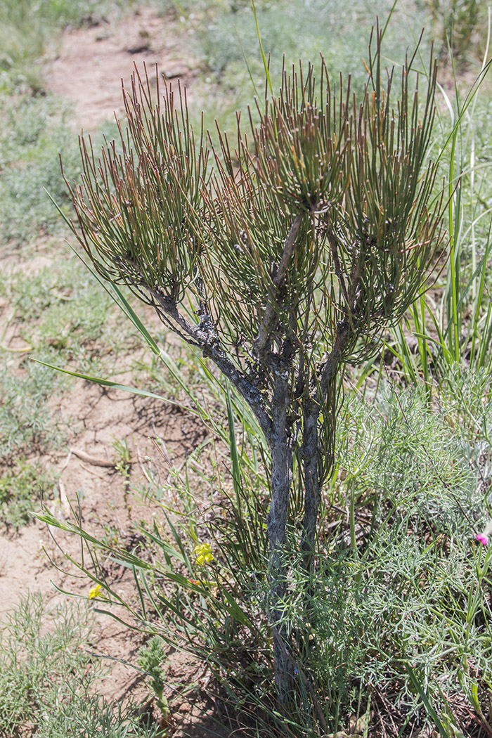 Изображение особи Ephedra procera.