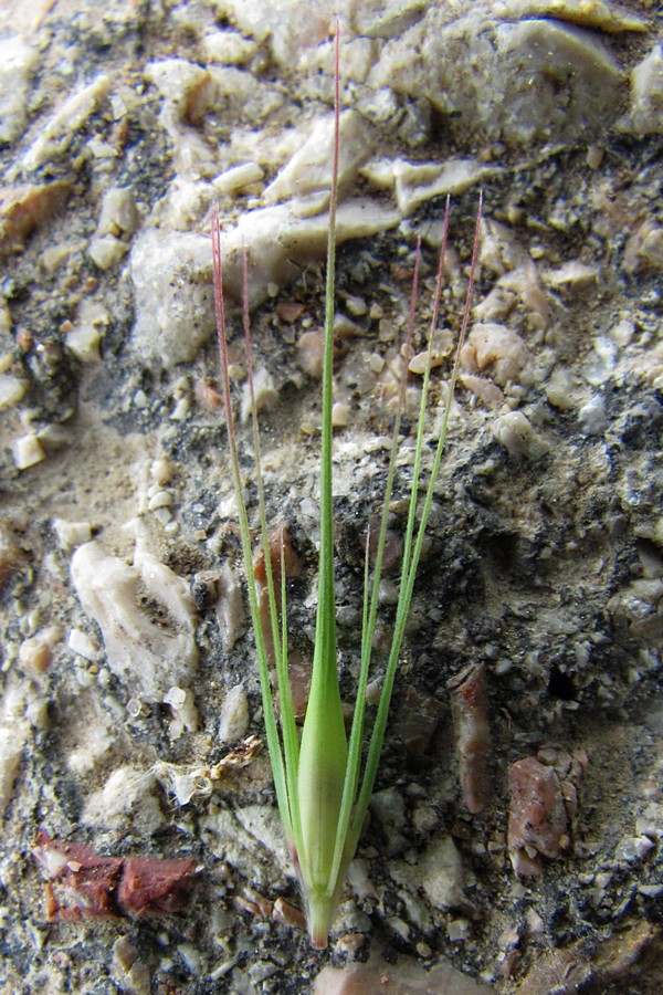 Изображение особи Hordeum geniculatum.