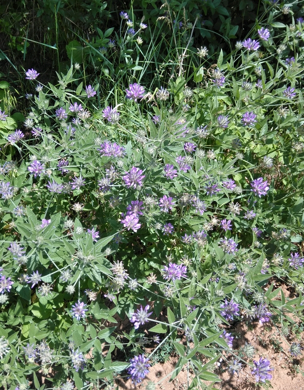 Image of Psoralea bituminosa ssp. pontica specimen.