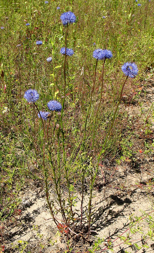 Image of Jasione montana specimen.