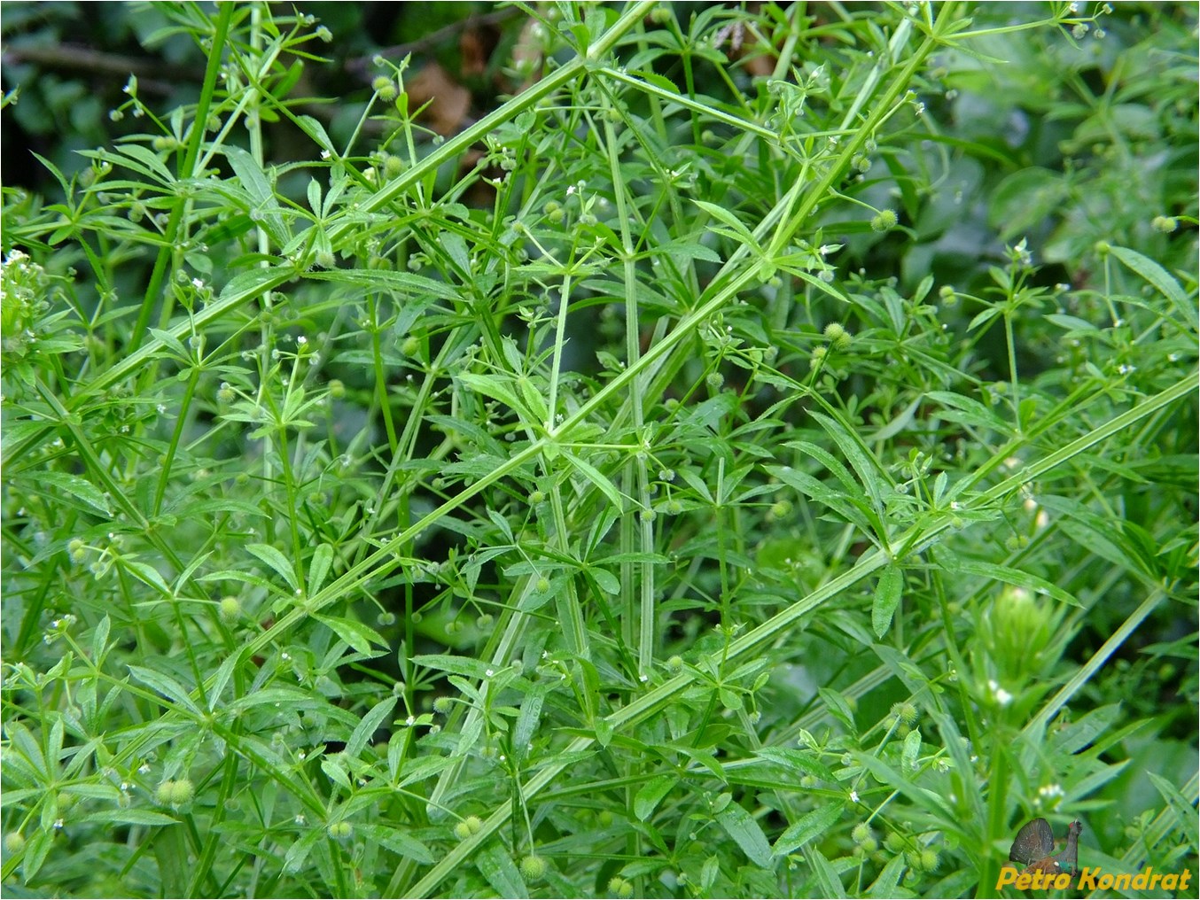 Изображение особи Galium aparine.