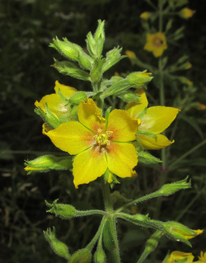 Image of Lysimachia verticillaris specimen.