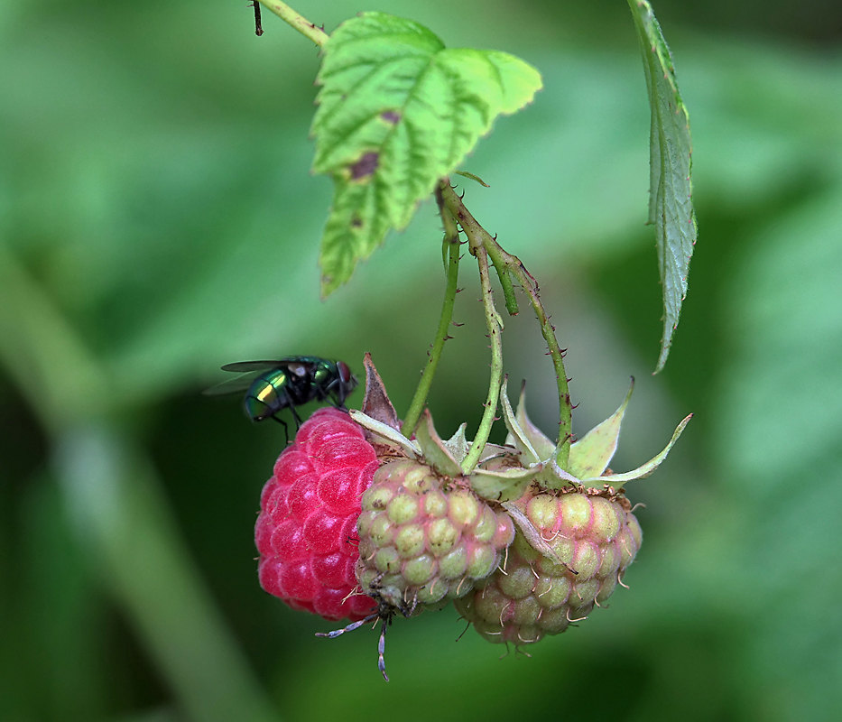 Изображение особи Rubus idaeus.